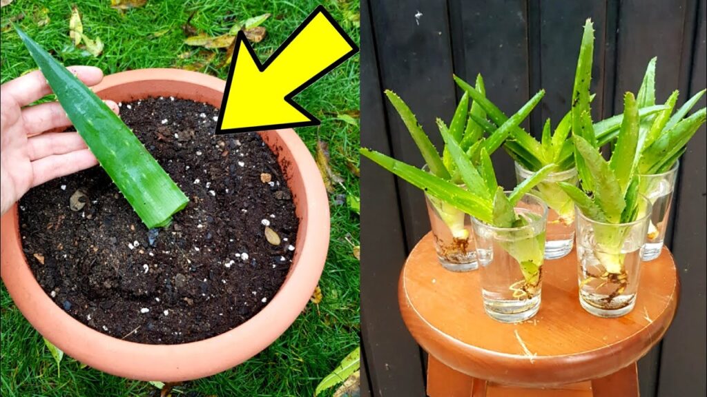 Cómo Propagar Aloe Vera A Partir De Hijuelos O Esquejes