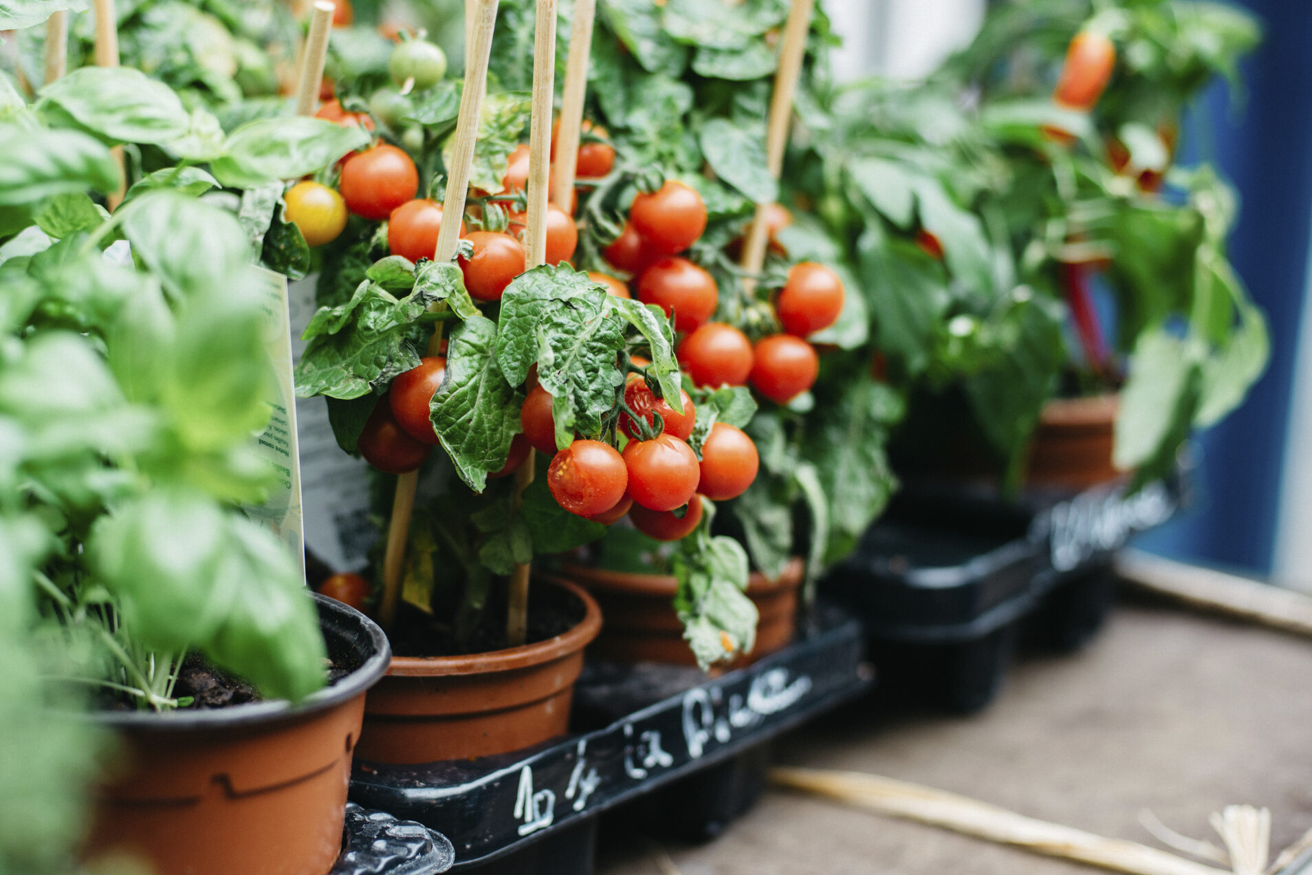 Consejos Para Cultivar Tomates En Macetas O Contenedores Aprende C Mo