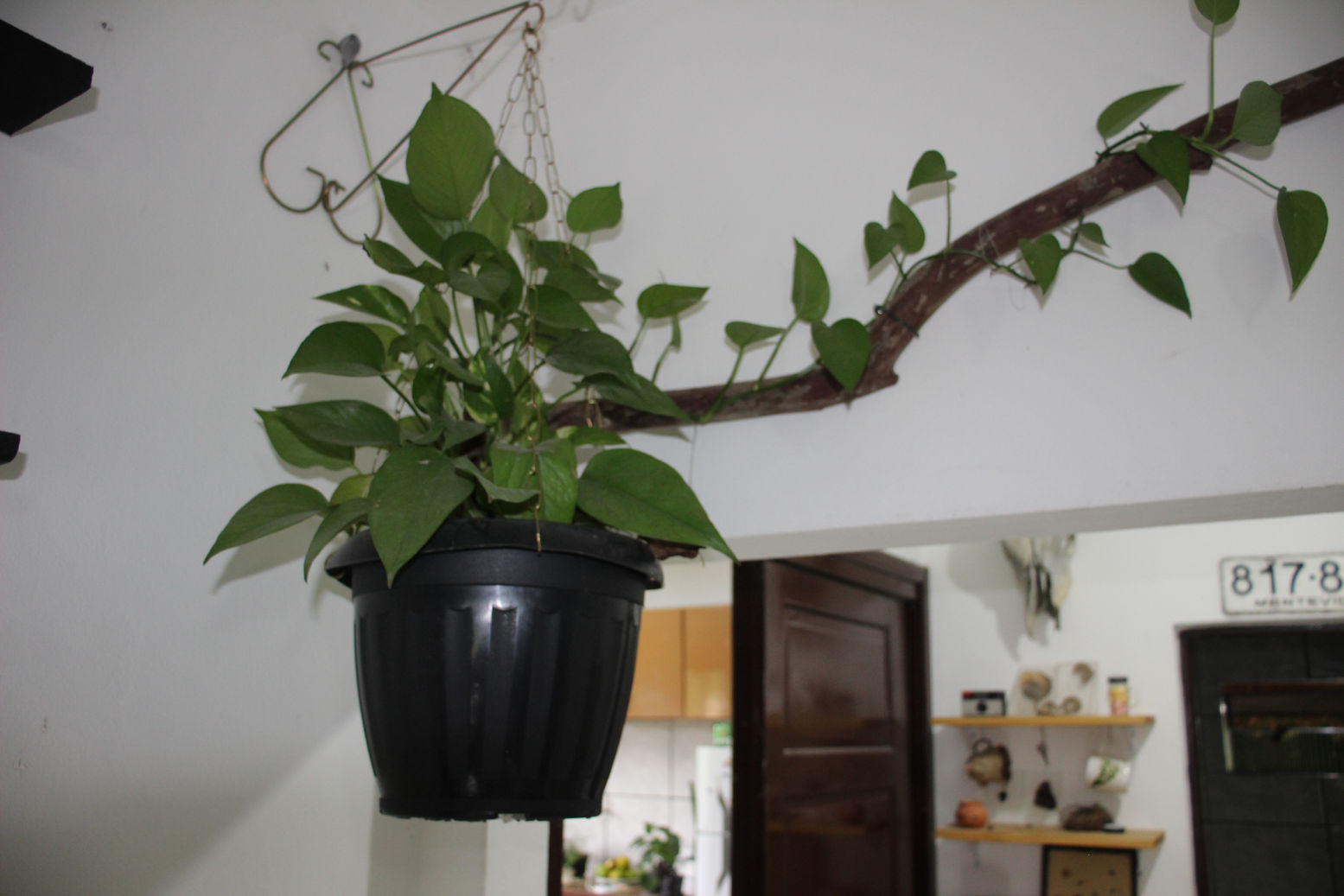 Cuidados Del Epipremnum Aureum Cultivar La Planta Del Dinero Del Diablo