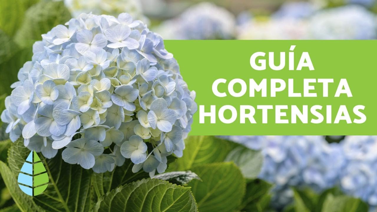 Deber As Podar Las Hortensias En Oto O La Gu A Definitiva