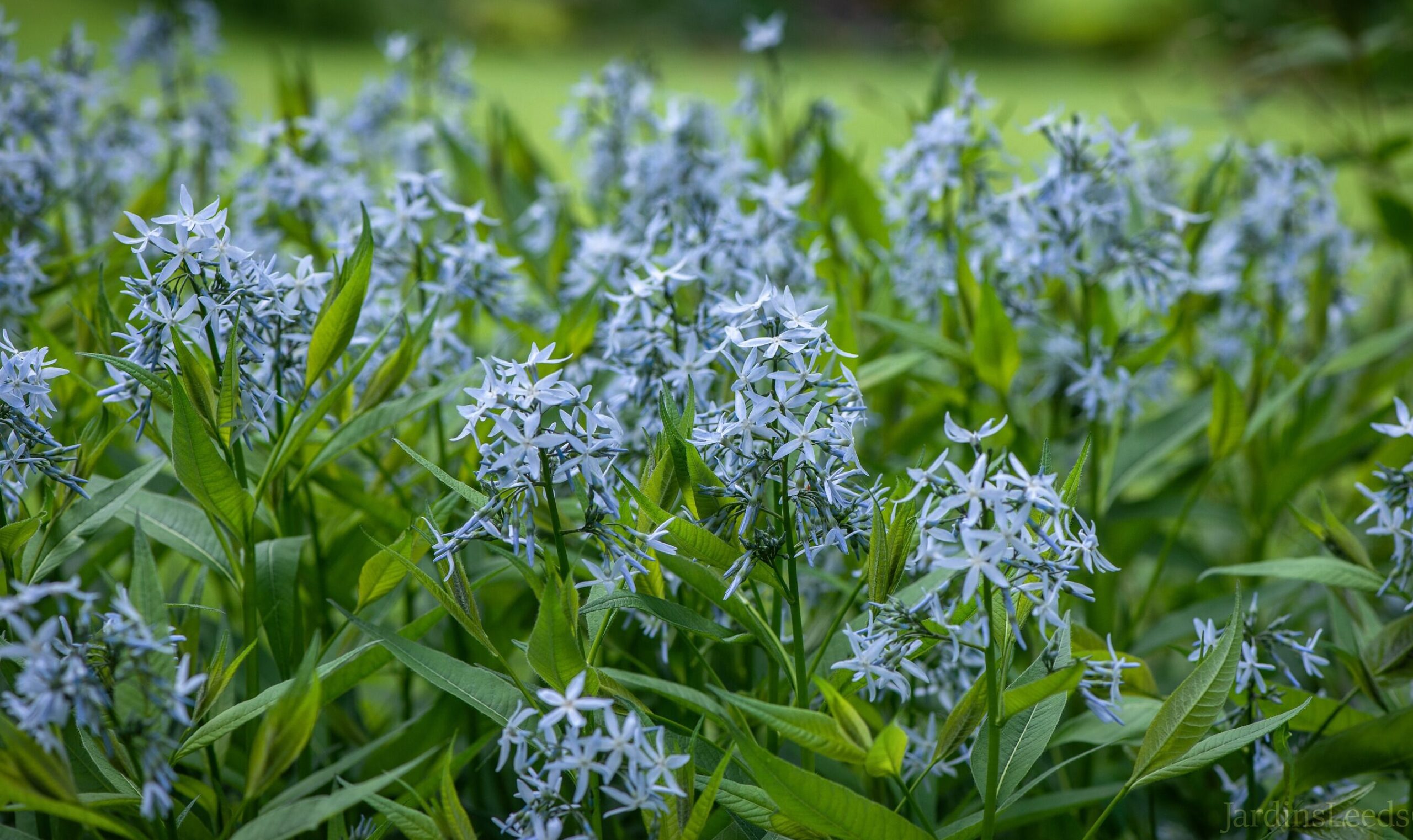 Gu A Completa Para Plantar Cultivar Y Cuidar Amsonia Tabernaemontana