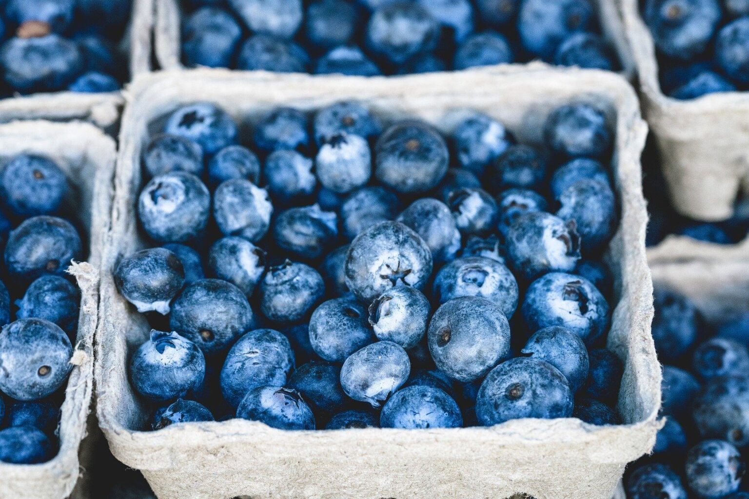 Guía Completa Para Plantar Cultivar Y Cuidar Arándanos Azules