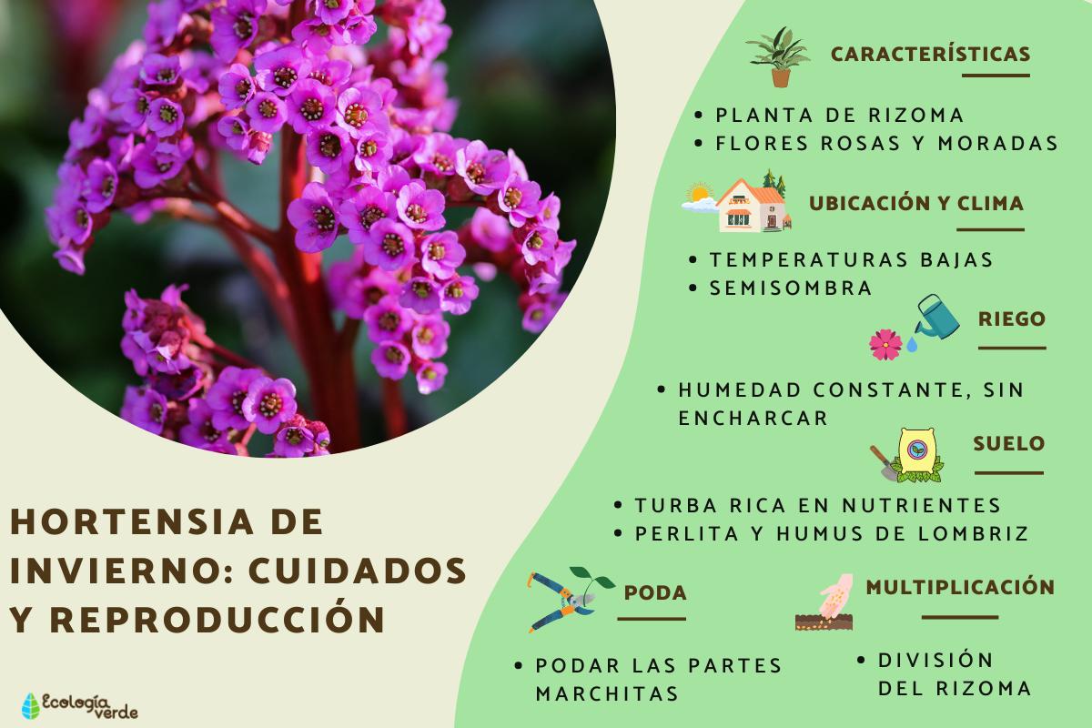 Gu A Completa Para Plantar Cultivar Y Cuidar Hortensias De Forma Eficaz