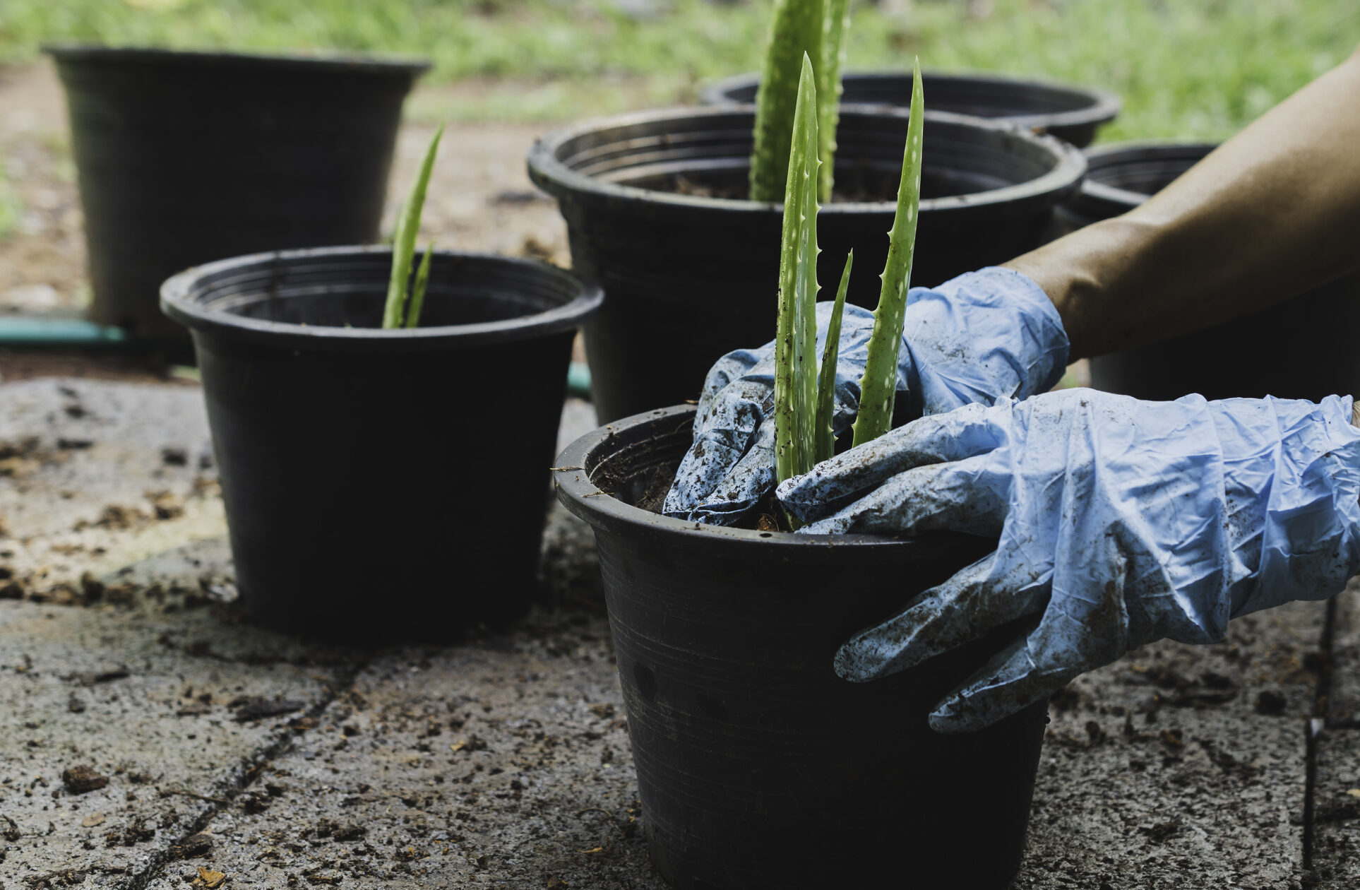 Gu A Completa Para Plantar Cultivar Y Cuidar La Aloe Tigre Variegata