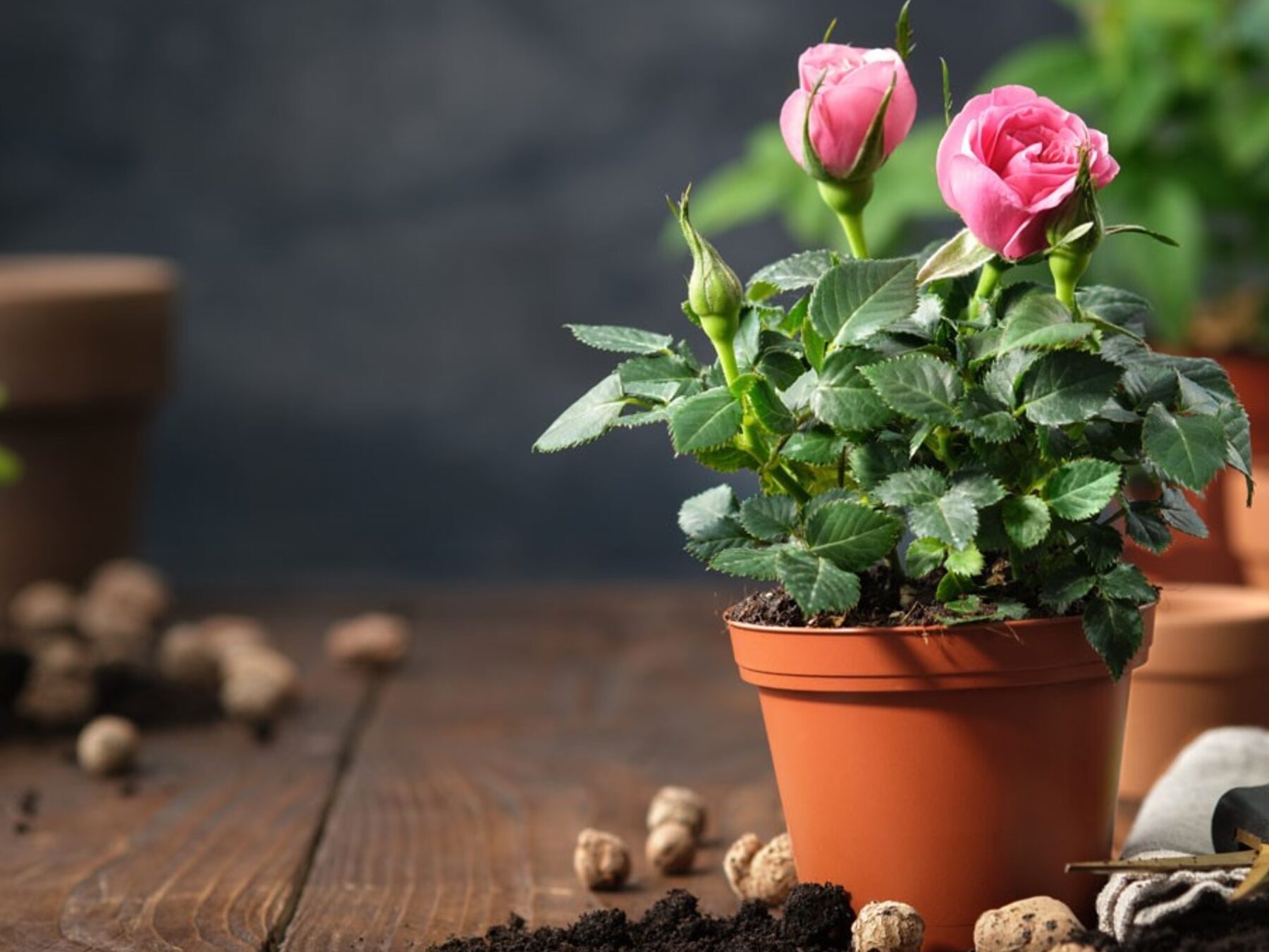 Guía Completa Para Plantar Cultivar Y Cuidar La Rue De Los Prados