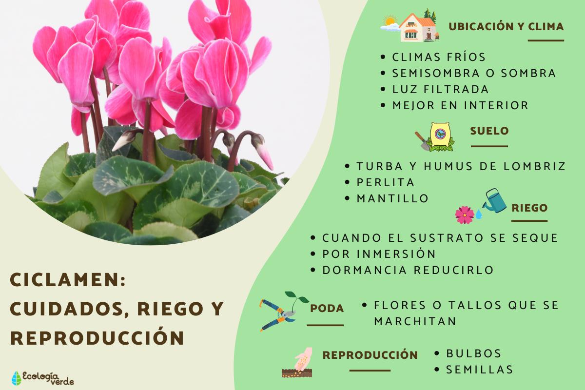 Gu A Completa Para Plantar Cultivar Y Cuidar Las Plantas De Ciclamen