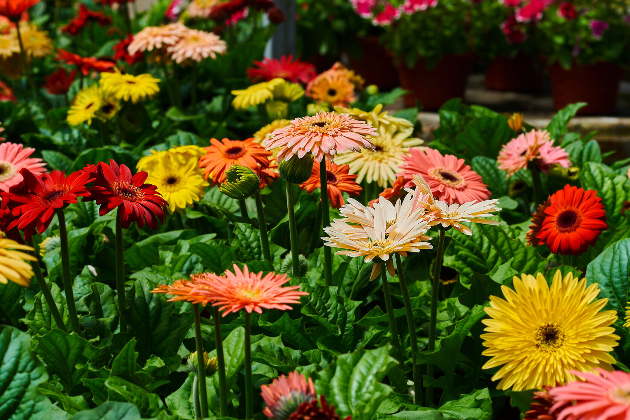 Gu A Completa Para Plantar Cultivar Y Cuidar Margaritas Gerbera