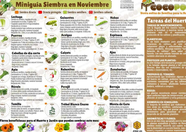 Gu A Completa Para Sembrar Cultivar Y Cuidar La Hierba Gatera