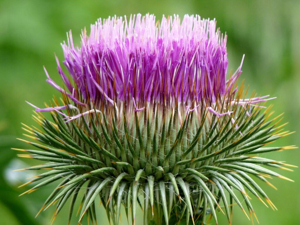 Gu A Para Plantar Cultivar Y Cuidar La Planta De Cardo Marino