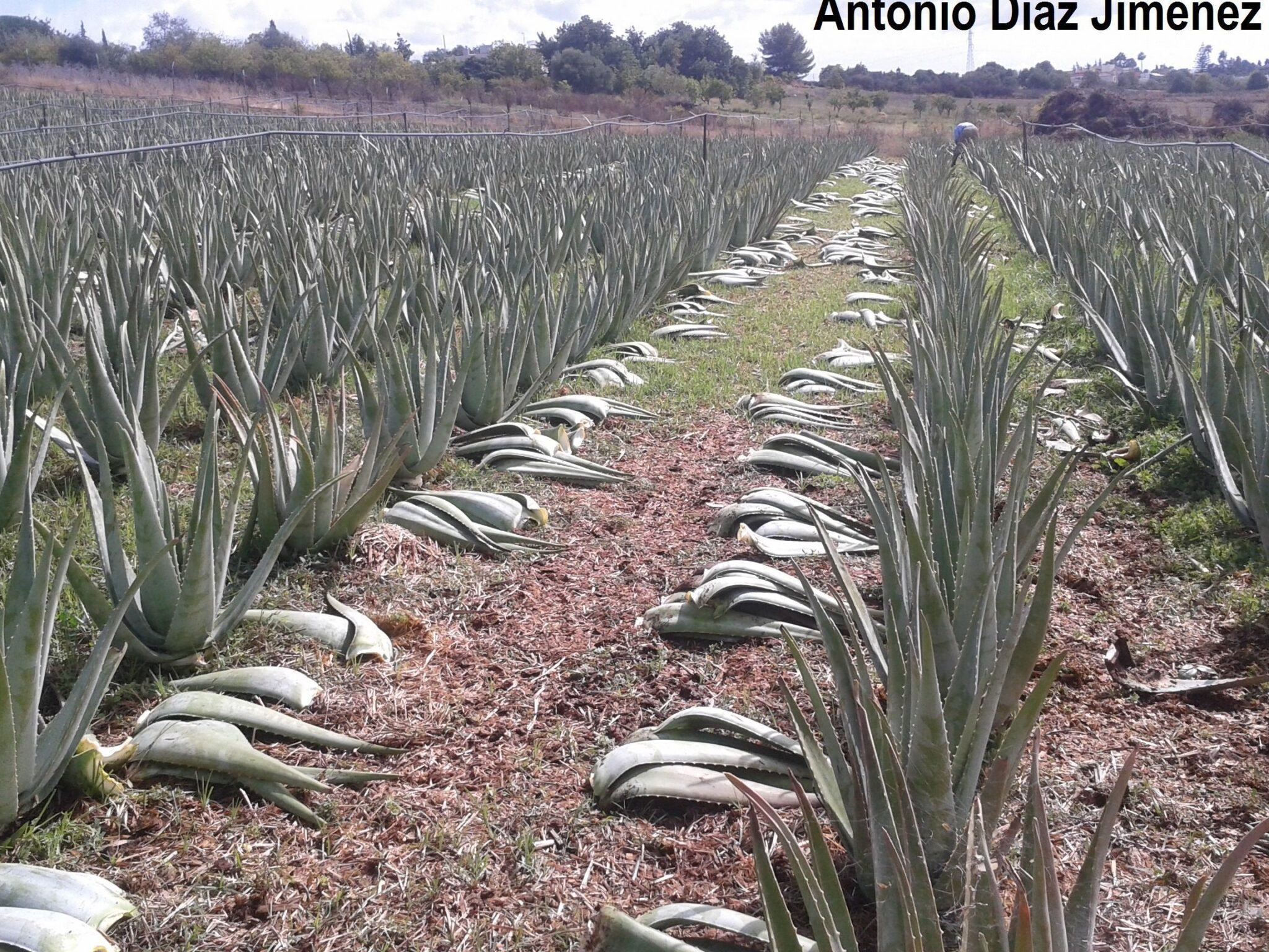 Qu Tipo De Suelo Necesita La Planta De Aloe Vera