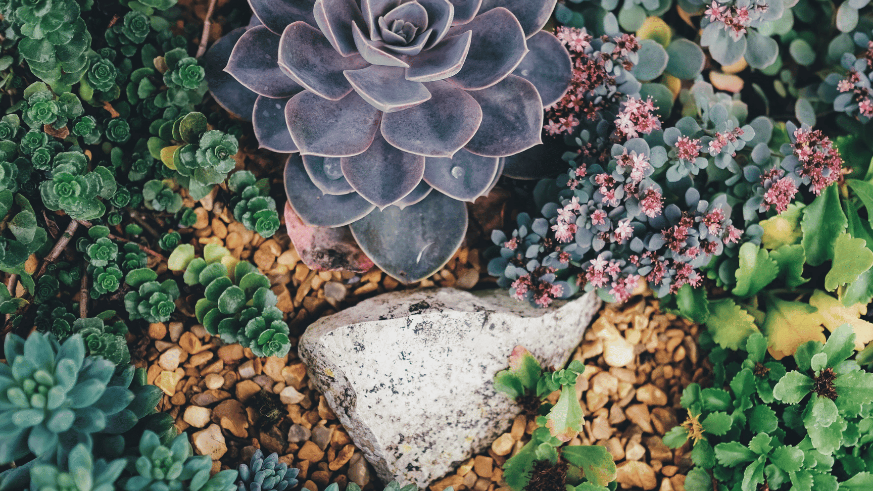 Sedum Echeveria Y Otras Suculentas Resistentes Al Fr O Gu A De