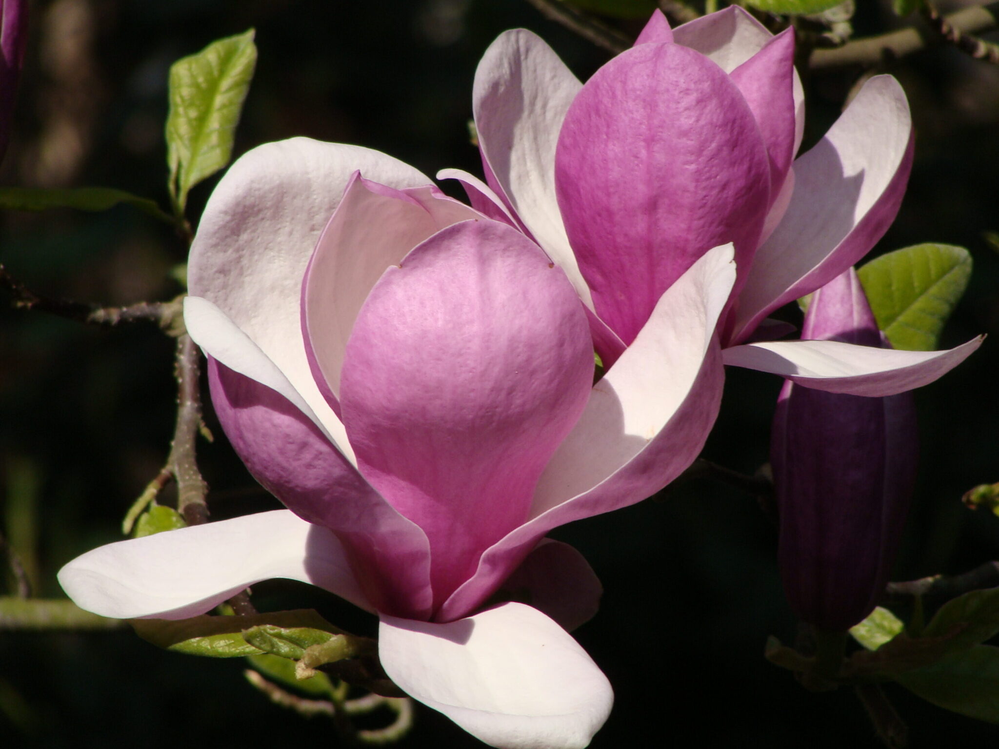 11 Variedades De Árboles De Magnolia Con Flores Rosadas