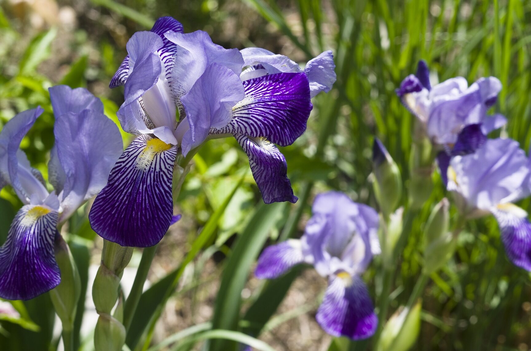 15 Hermosas Plantas Perennes Para Plantar En Mayo