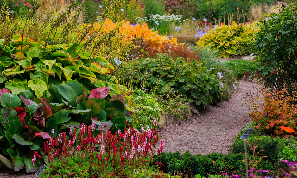 Plantas Perennes Ideales Para Plantar En Septiembre