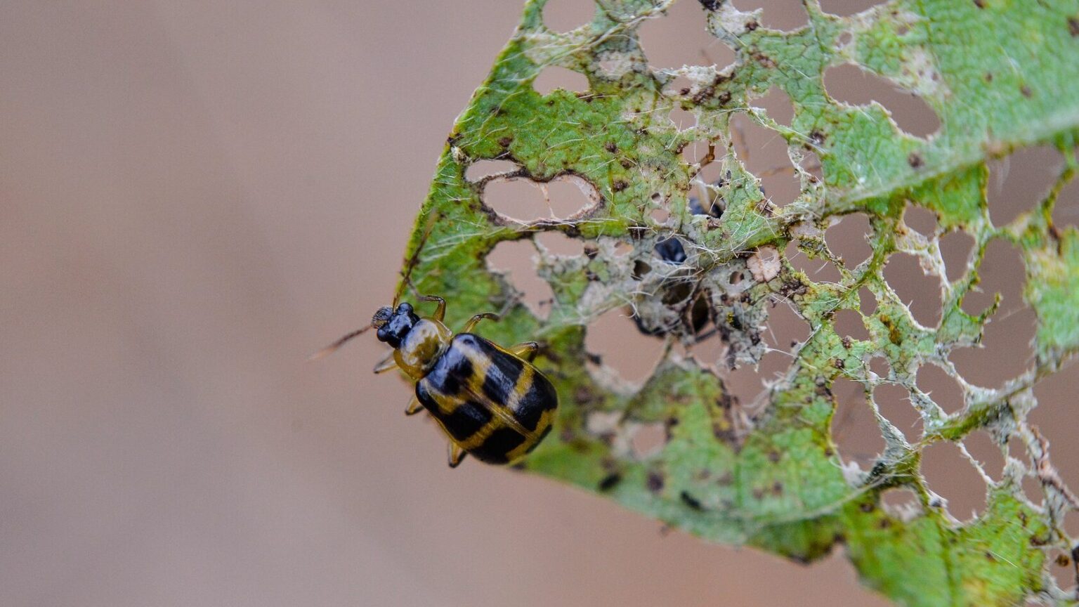 8 Plagas Comunes En Plantas De Interior Y Cómo Eliminarlas 8496