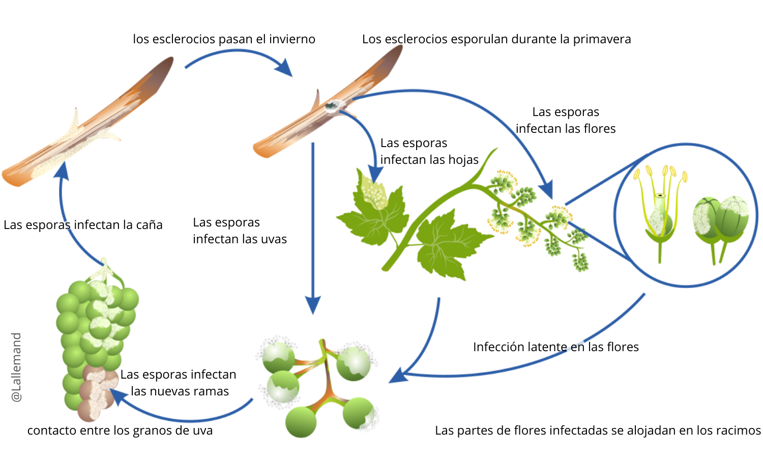 Botrytis Cinerea: Prevención Y Control De Esta Enfermedad En Las Plantas