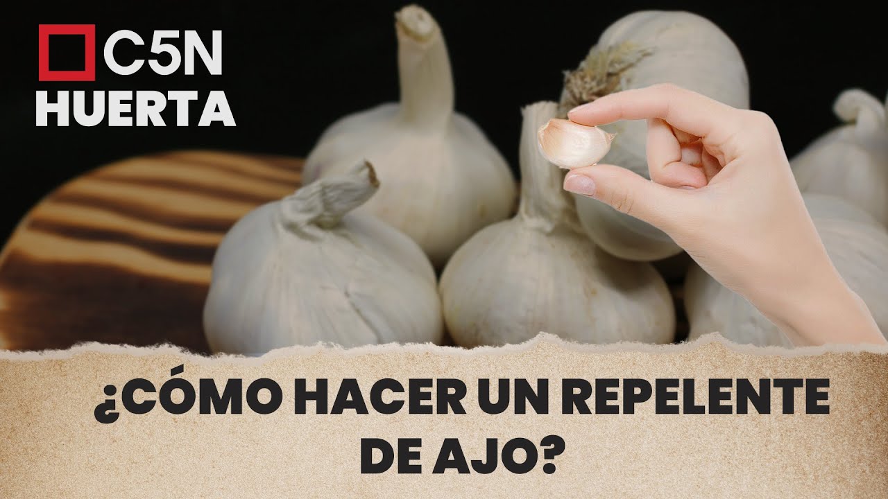 C Mo Hacer Un Repelente De Ajo