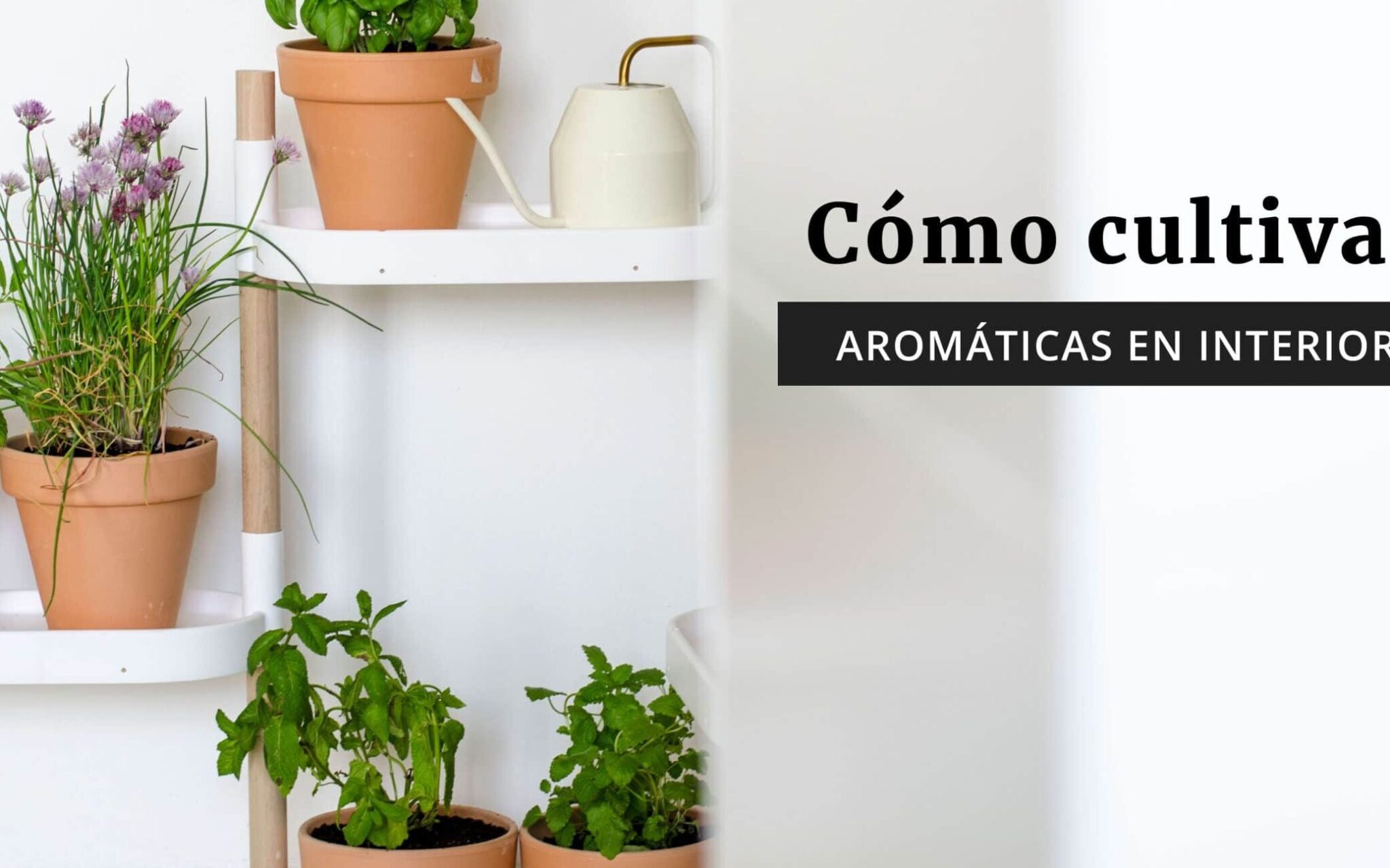 Consejos Y Trucos Para Cultivar Romero En Interiores Descubre