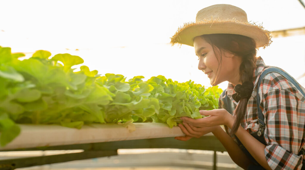 Descubre Las Fases Del Cultivo Hidropónico Y Maximiza Tus Resultados 0461