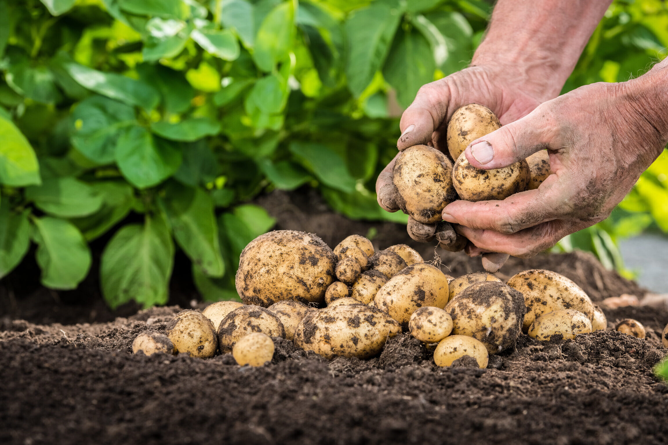 Guía Completa Para Plantar Cultivar Y Cuidar Batatas 0176