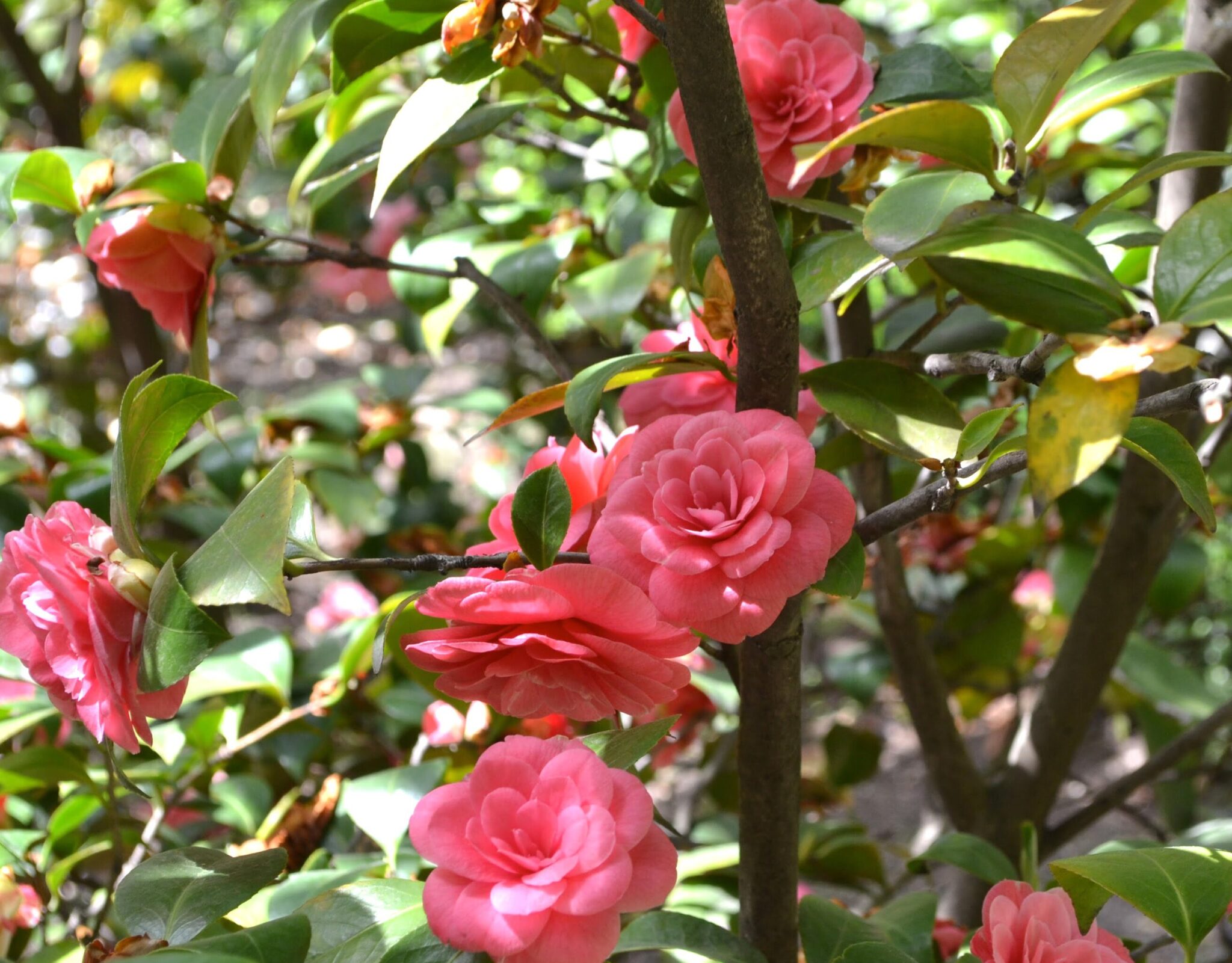 ¿Qué Colores Florecen En Las Camelias? Un Vistazo A La Paleta De ...