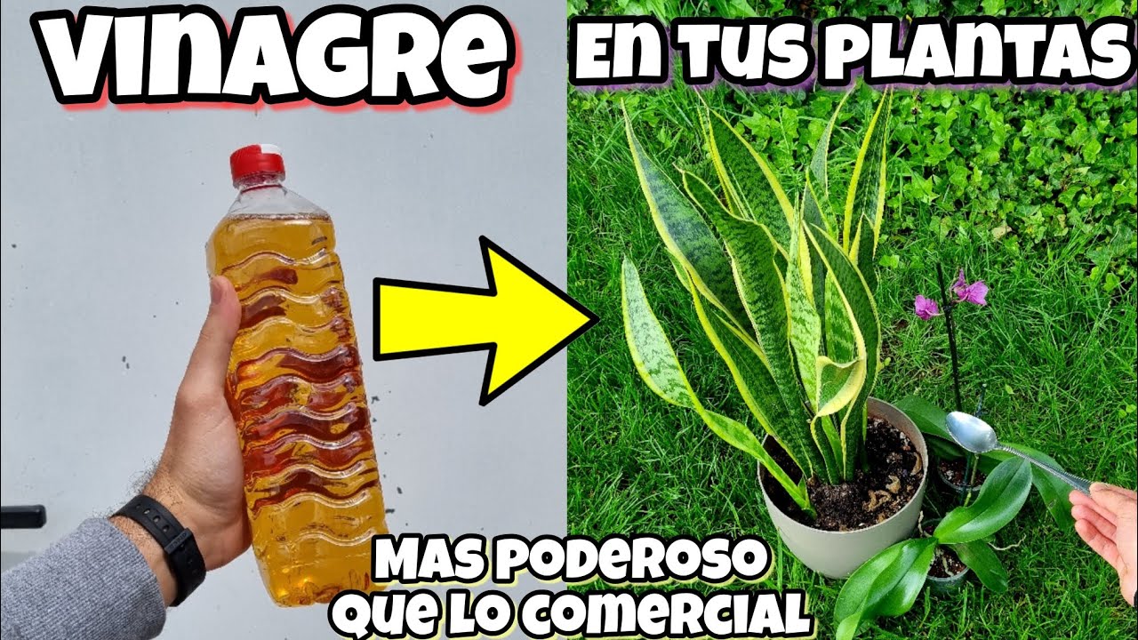 ¿qué Pasa Si Se Riegan Las Plantas Con Agua Con Vinagre