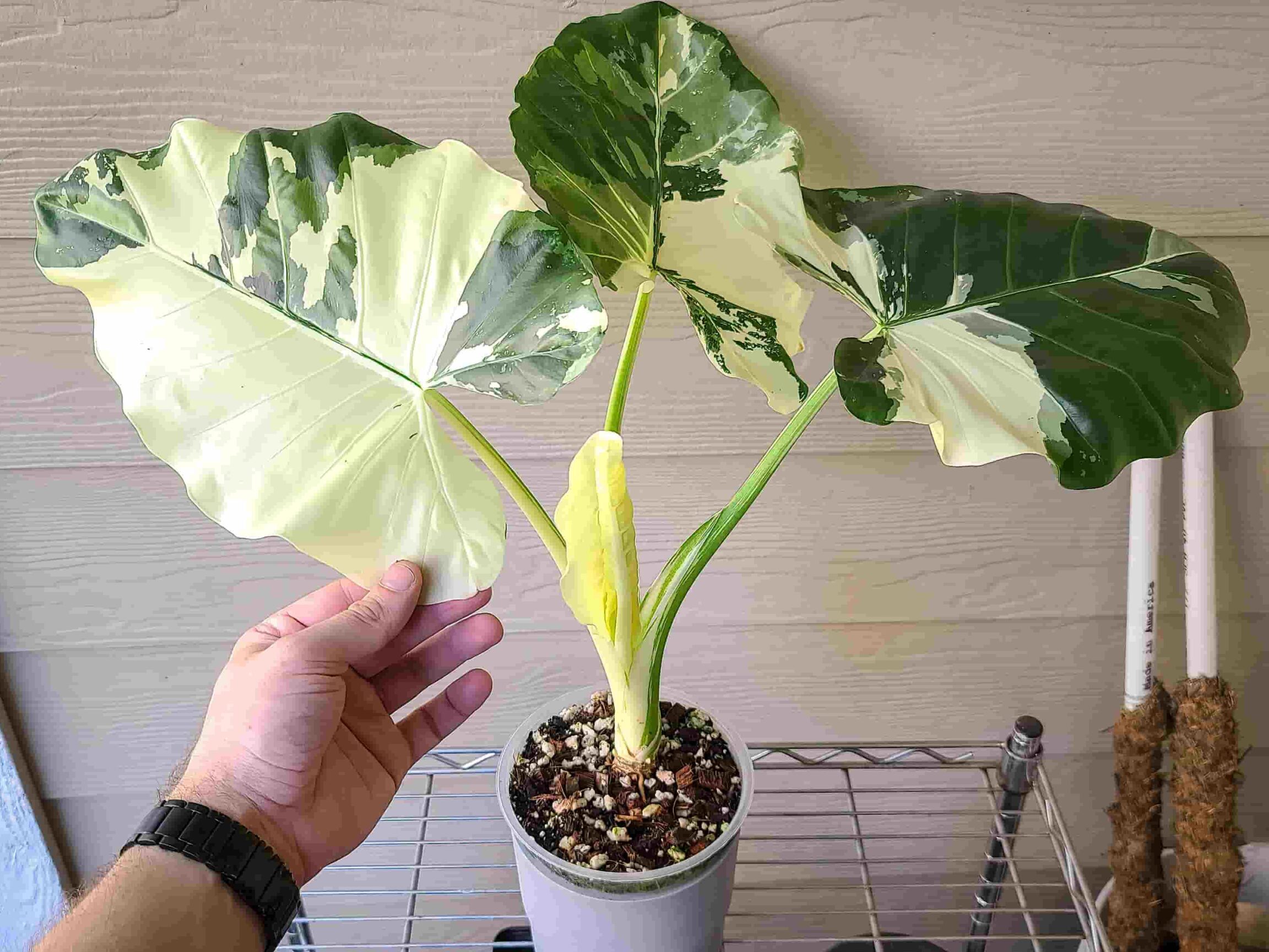 39+ Alocasia Komplett Zurückschneiden, Believe me, i’ve been